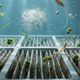 Pool robots for algae